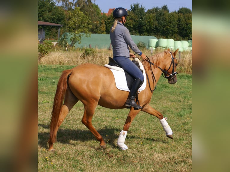 Deutsches Reitpony Stute 3 Jahre 143 cm Fuchs in Velpke