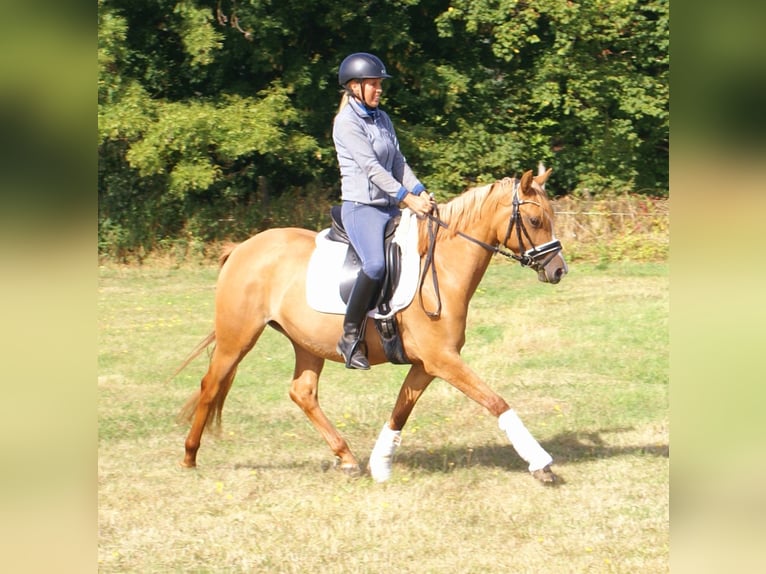 Deutsches Reitpony Stute 3 Jahre 143 cm Fuchs in Velpke