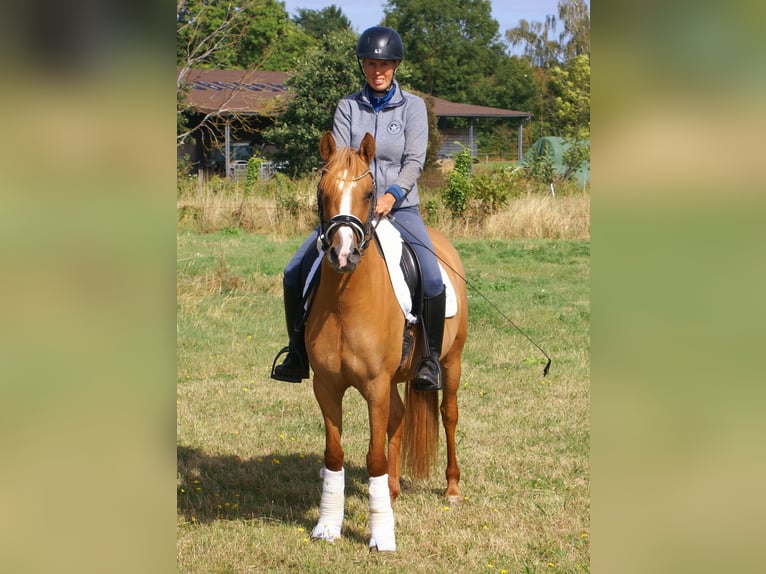 Deutsches Reitpony Stute 3 Jahre 143 cm Fuchs in Velpke