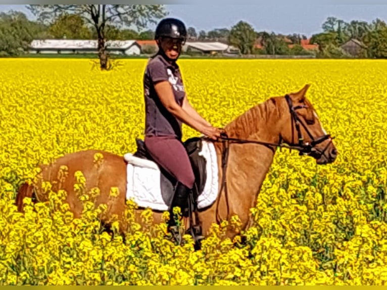 Deutsches Reitpony Stute 3 Jahre 143 cm Fuchs in Velpke