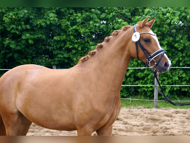 Deutsches Reitpony Stute 3 Jahre 143 cm Fuchs in Velpke