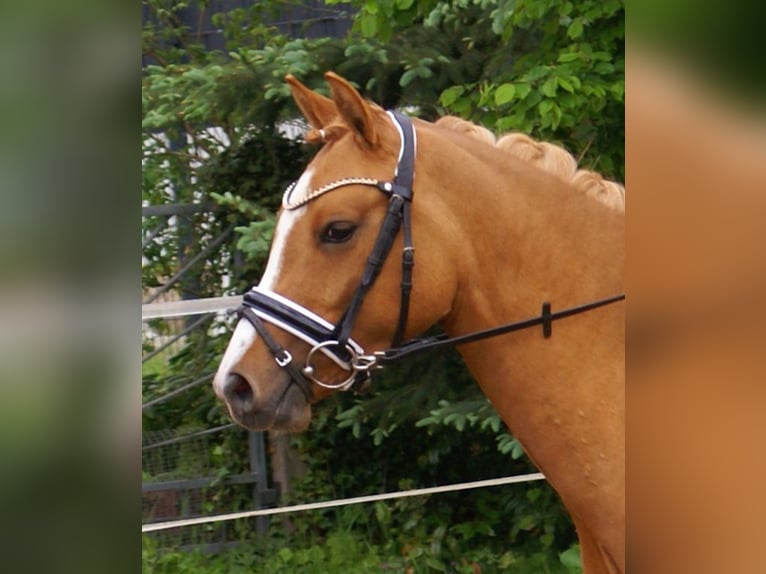 Deutsches Reitpony Stute 3 Jahre 143 cm Fuchs in Velpke
