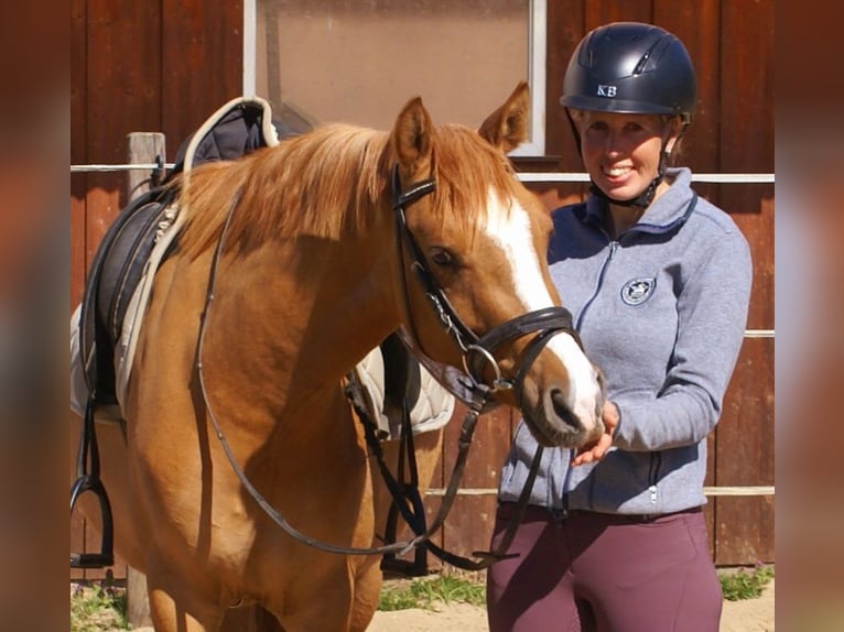 Deutsches Reitpony Stute 3 Jahre 143 cm Fuchs in Velpke
