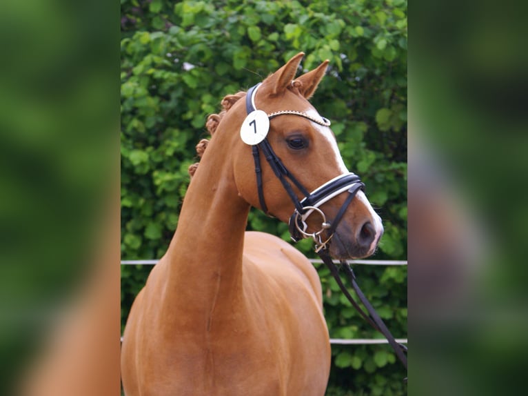 Deutsches Reitpony Stute 3 Jahre 143 cm Fuchs in Velpke