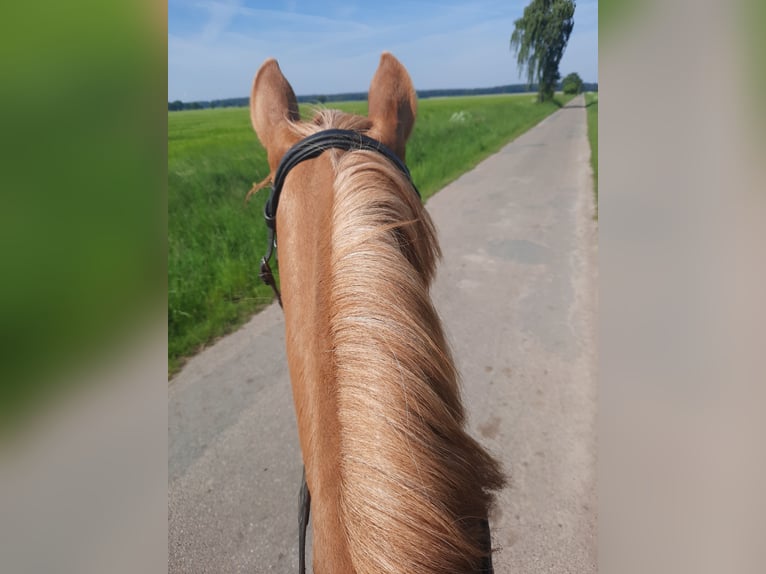 Deutsches Reitpony Stute 3 Jahre 143 cm Fuchs in Velpke