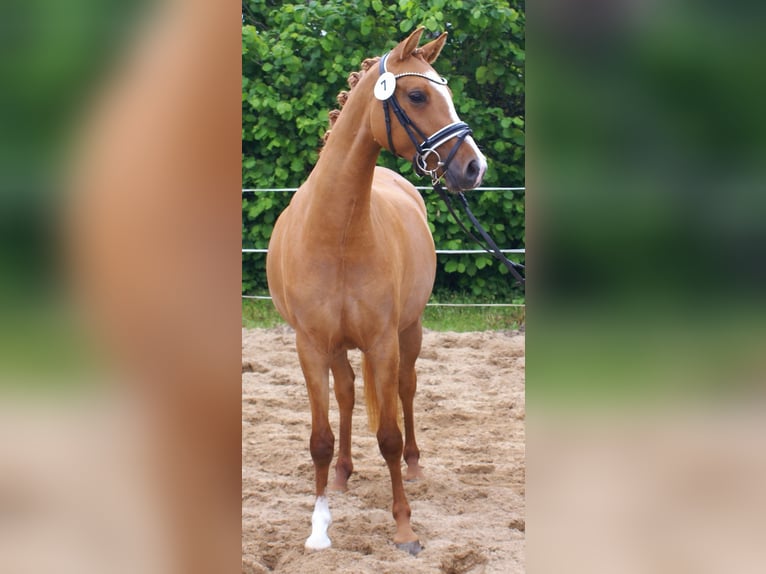 Deutsches Reitpony Stute 3 Jahre 143 cm Fuchs in Velpke