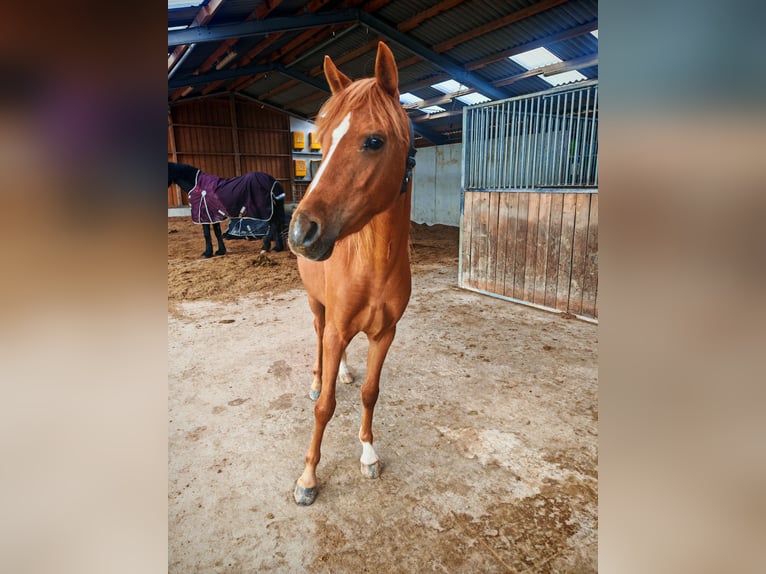 Deutsches Reitpony Stute 3 Jahre 143 cm Fuchs in Soest