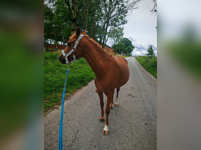 Deutsches Reitpony Stute 3 Jahre 143 cm Fuchs in Soest
