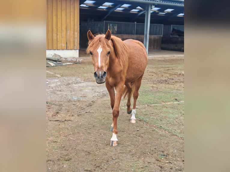 Deutsches Reitpony Stute 3 Jahre 143 cm Fuchs in Soest