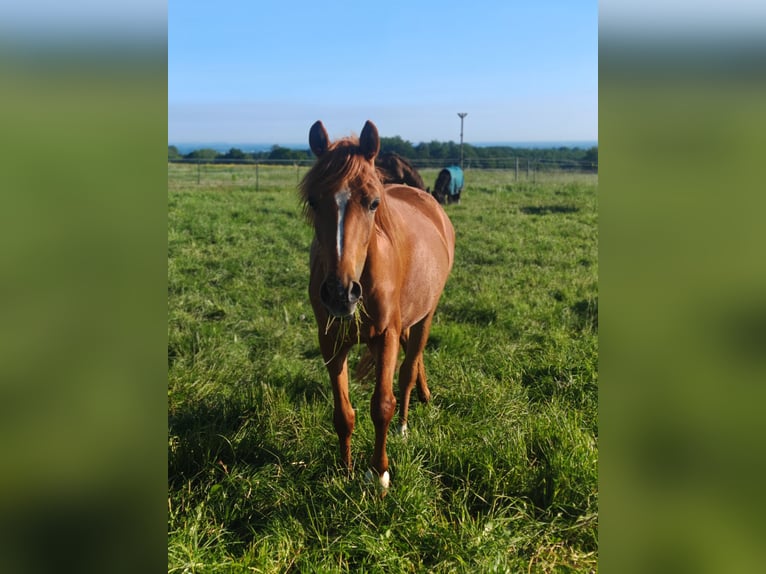 Deutsches Reitpony Stute 3 Jahre 143 cm Fuchs in Soest