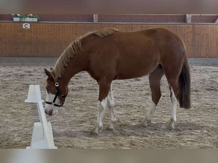 Deutsches Reitpony Stute 3 Jahre 143 cm Fuchs in Barver