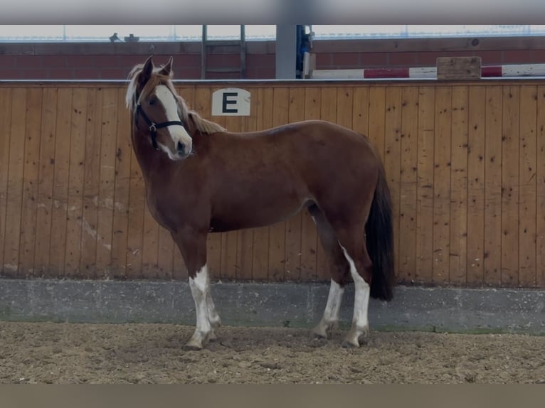 Deutsches Reitpony Stute 3 Jahre 143 cm Fuchs in Barver