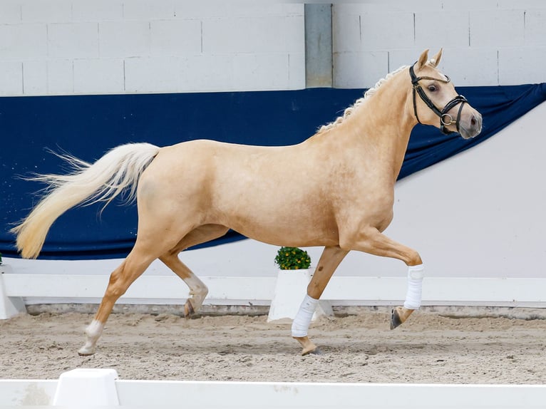 Deutsches Reitpony Stute 3 Jahre 143 cm Palomino in Marsberg