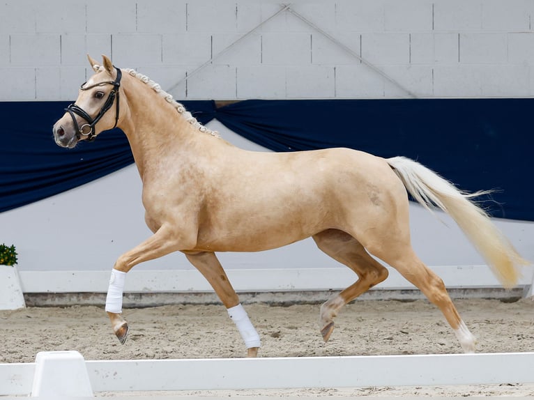 Deutsches Reitpony Stute 3 Jahre 143 cm Palomino in Marsberg