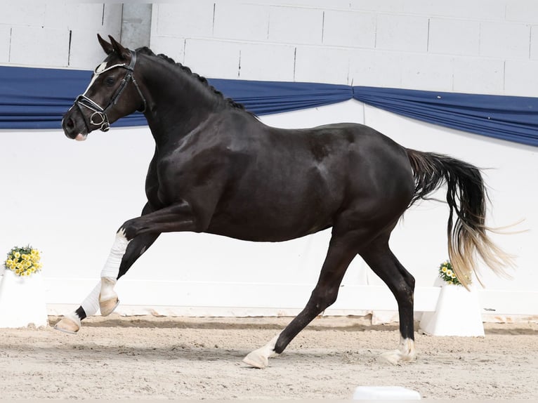 Deutsches Reitpony Stute 3 Jahre 143 cm Rappe in Marsberg