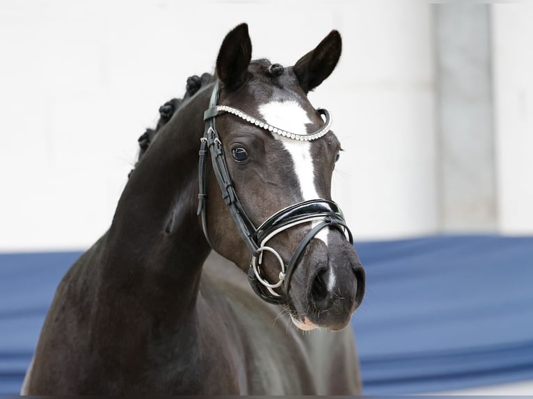 Deutsches Reitpony Stute 3 Jahre 143 cm Rappe in Marsberg