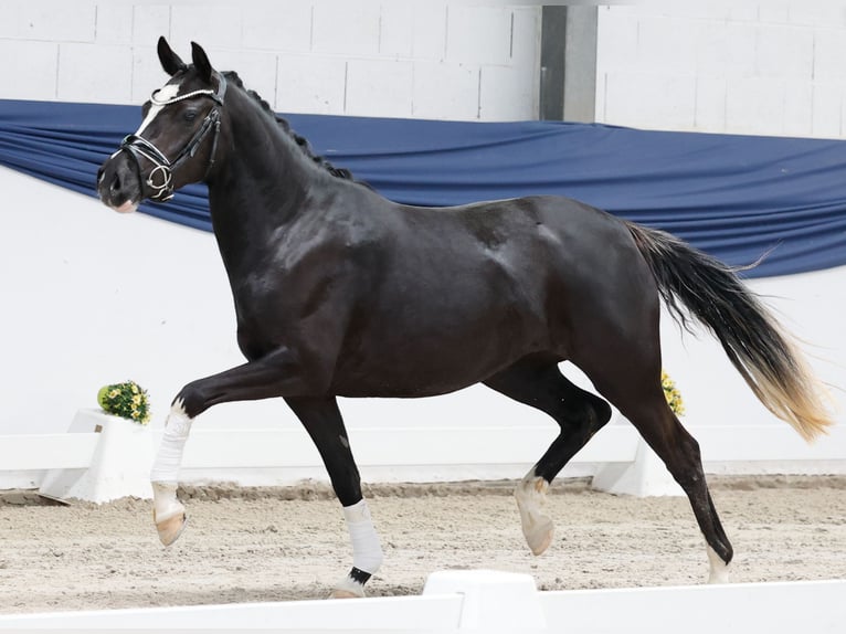 Deutsches Reitpony Stute 3 Jahre 143 cm Rappe in Marsberg