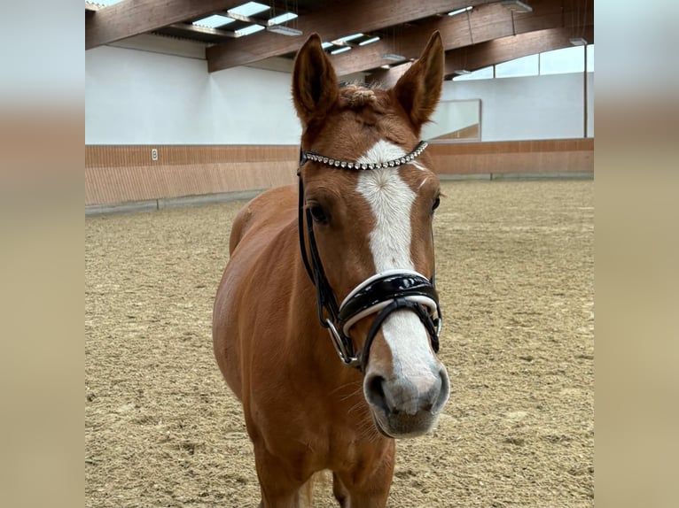 Deutsches Reitpony Stute 3 Jahre 143 cm Red Dun in Burscheid