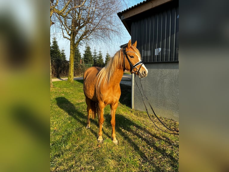 Deutsches Reitpony Stute 3 Jahre 143 cm Red Dun in Burscheid