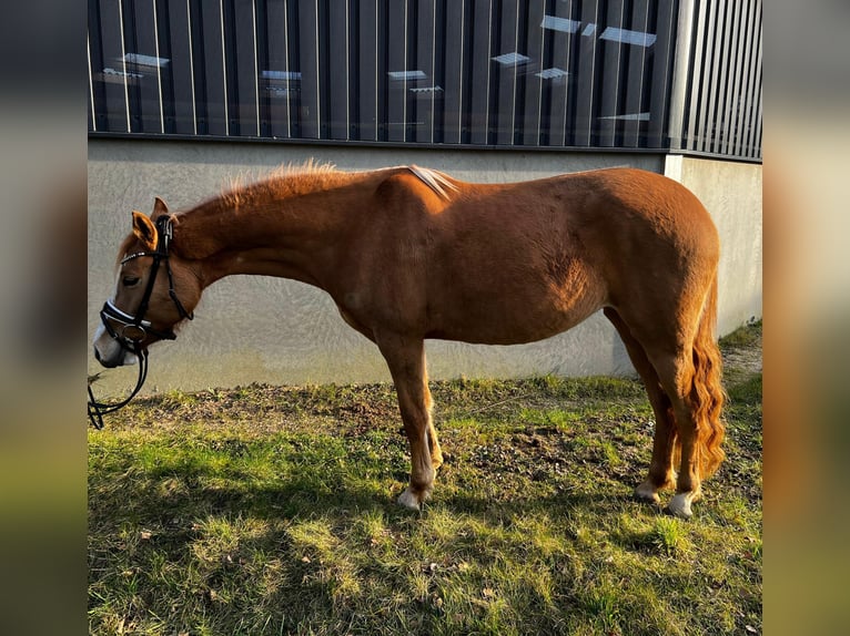 Deutsches Reitpony Stute 3 Jahre 143 cm Red Dun in Burscheid