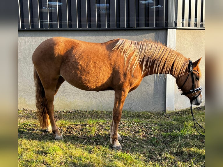 Deutsches Reitpony Stute 3 Jahre 143 cm Red Dun in Burscheid
