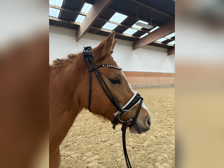 Deutsches Reitpony Stute 3 Jahre 143 cm Red Dun in Burscheid