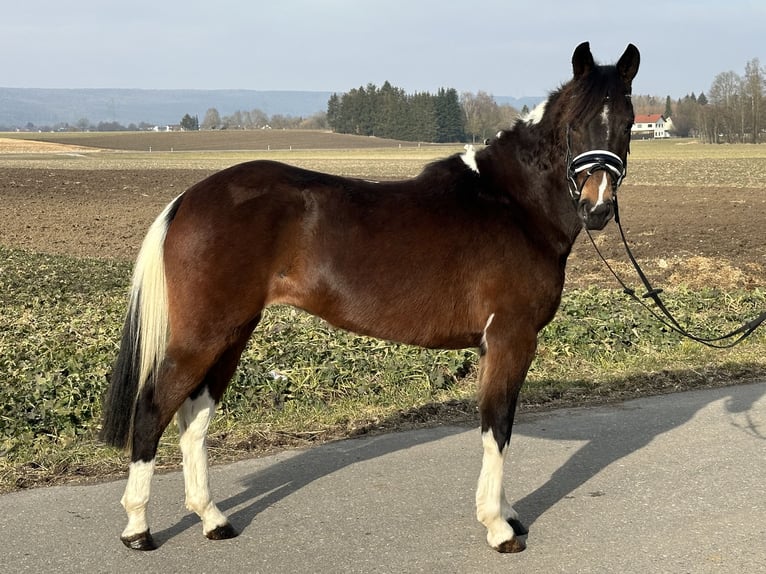 Deutsches Reitpony Mix Stute 3 Jahre 143 cm Schecke in Riedlingen