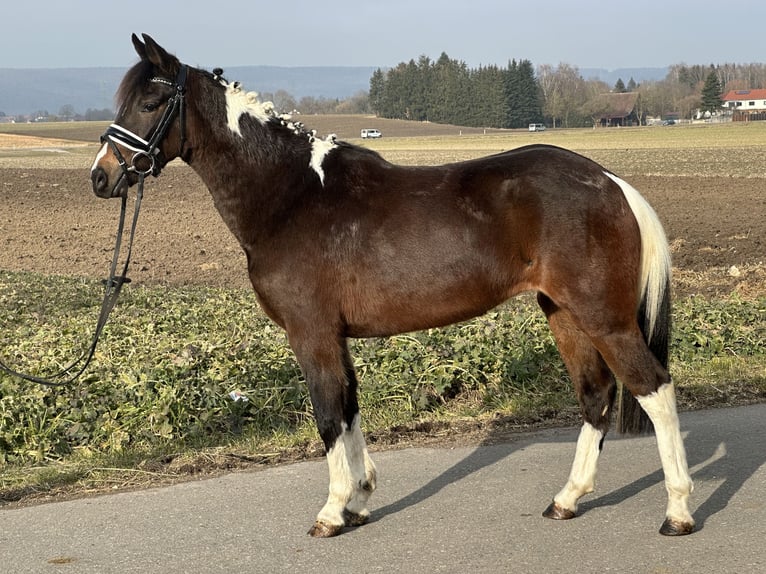 Deutsches Reitpony Mix Stute 3 Jahre 143 cm Schecke in Riedlingen