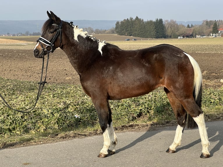 Deutsches Reitpony Mix Stute 3 Jahre 143 cm Schecke in Riedlingen