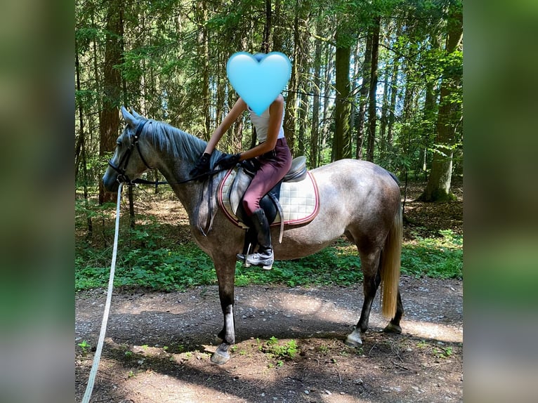 Deutsches Reitpony Mix Stute 3 Jahre 143 cm Schimmel in Deuerling