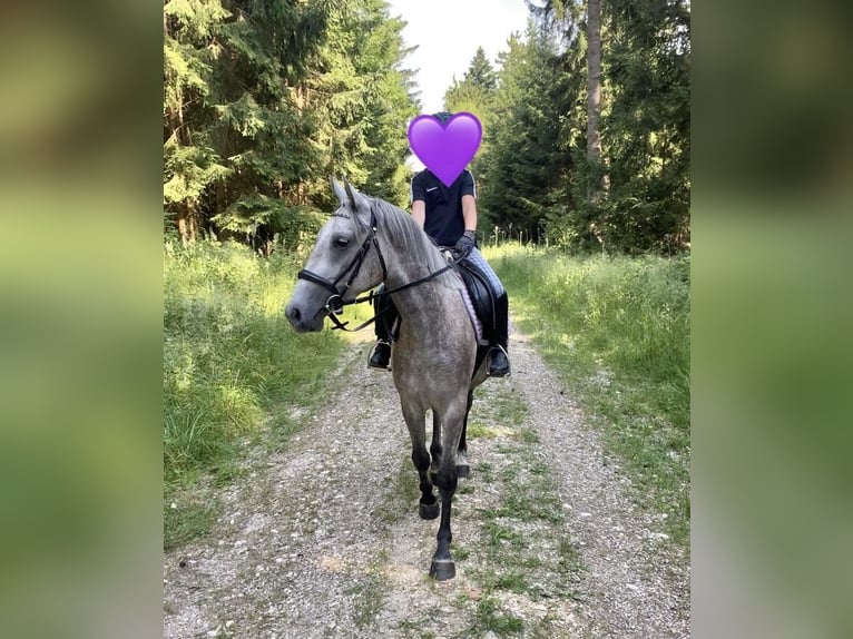 Deutsches Reitpony Mix Stute 3 Jahre 143 cm Schimmel in Deuerling