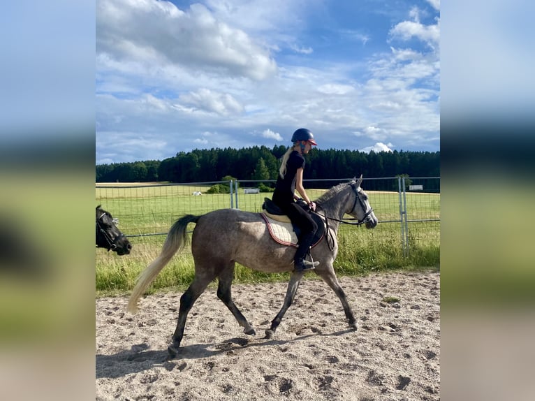 Deutsches Reitpony Mix Stute 3 Jahre 143 cm Schimmel in Deuerling