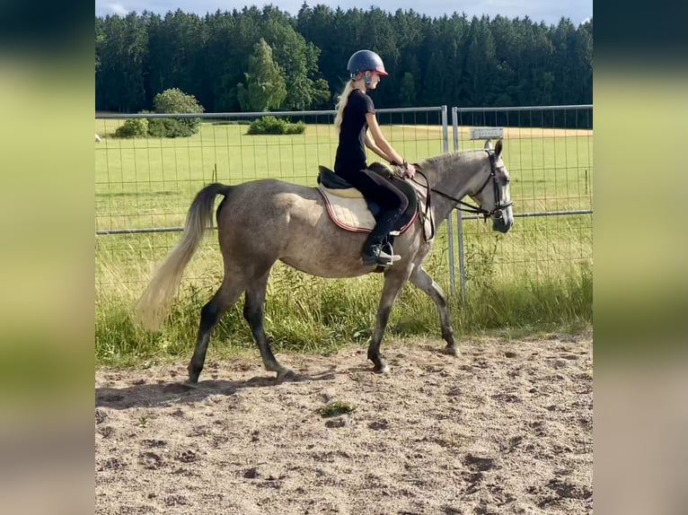 Deutsches Reitpony Mix Stute 3 Jahre 143 cm Schimmel in Deuerling