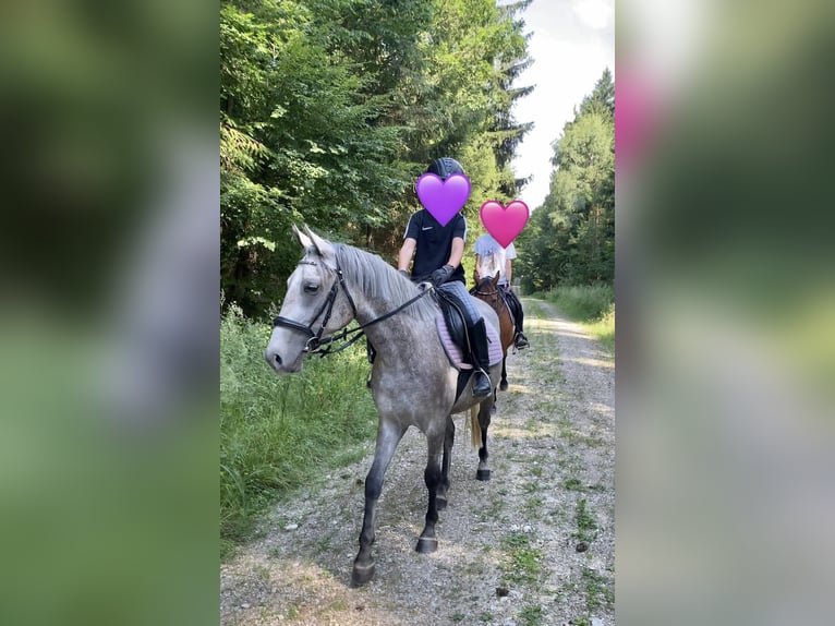 Deutsches Reitpony Mix Stute 3 Jahre 143 cm Schimmel in Deuerling