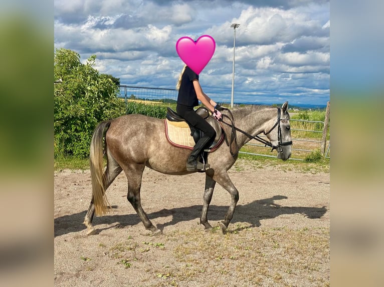 Deutsches Reitpony Mix Stute 3 Jahre 143 cm Schimmel in Deuerling