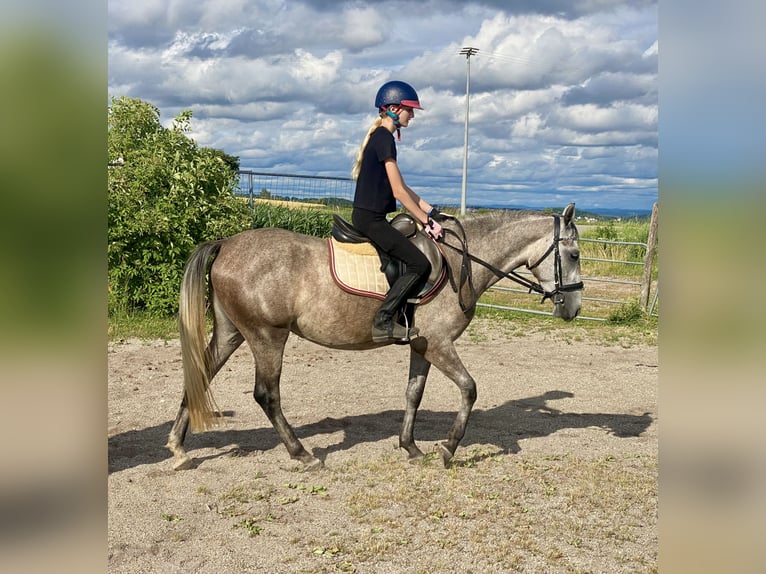 Deutsches Reitpony Mix Stute 3 Jahre 143 cm Schimmel in Deuerling