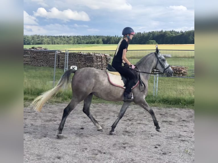 Deutsches Reitpony Mix Stute 3 Jahre 143 cm Schimmel in Deuerling