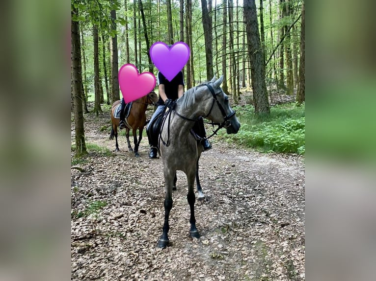 Deutsches Reitpony Mix Stute 3 Jahre 143 cm Schimmel in Deuerling