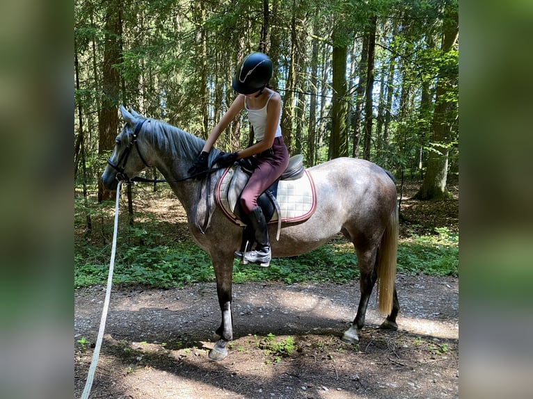 Deutsches Reitpony Mix Stute 3 Jahre 143 cm Schimmel in Deuerling