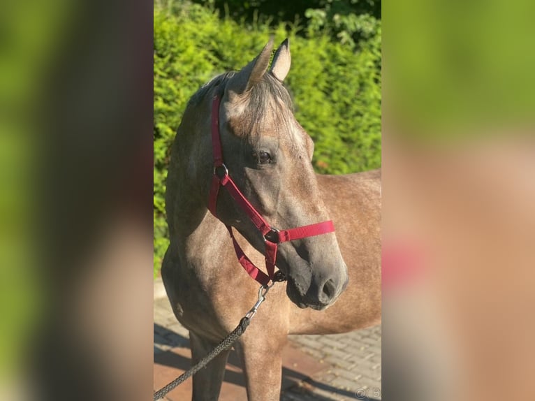 Deutsches Reitpony Mix Stute 3 Jahre 143 cm Schimmel in Deuerling