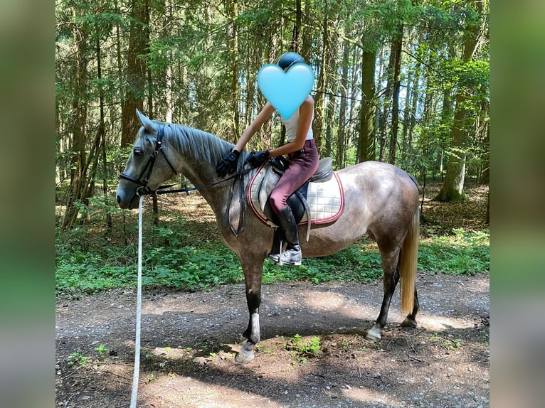 Deutsches Reitpony Mix Stute 3 Jahre 143 cm Schimmel in Deuerling