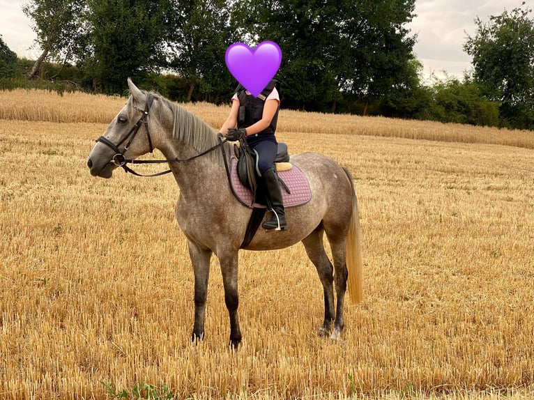 Deutsches Reitpony Mix Stute 3 Jahre 143 cm Schimmel in Deuerling