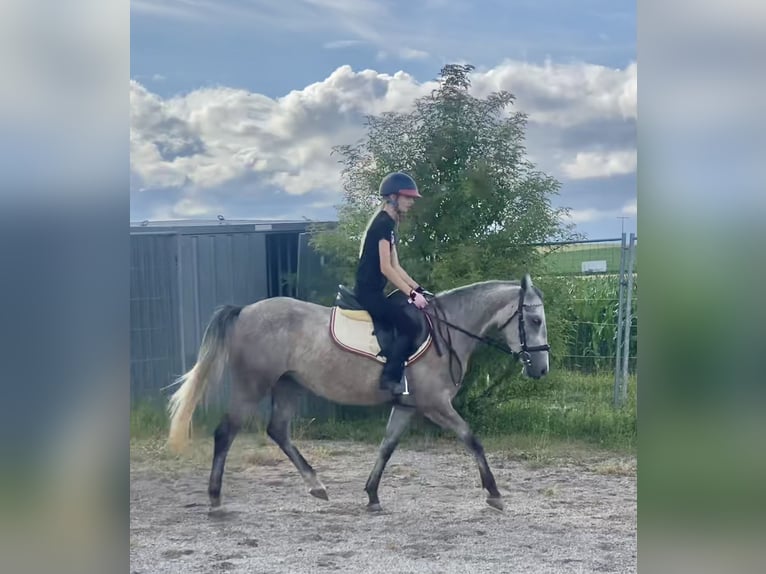 Deutsches Reitpony Mix Stute 3 Jahre 143 cm Schimmel in Deuerling