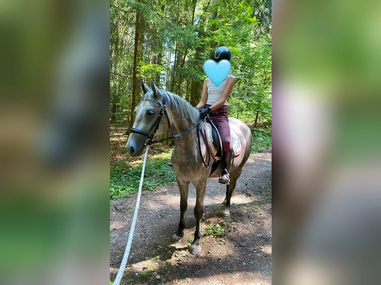 Deutsches Reitpony Mix Stute 3 Jahre 143 cm Schimmel in Deuerling