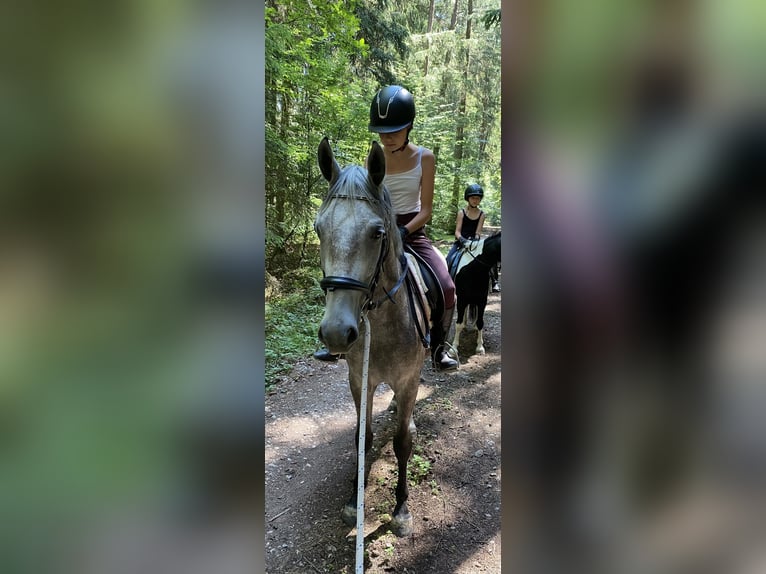 Deutsches Reitpony Mix Stute 3 Jahre 143 cm Schimmel in Deuerling