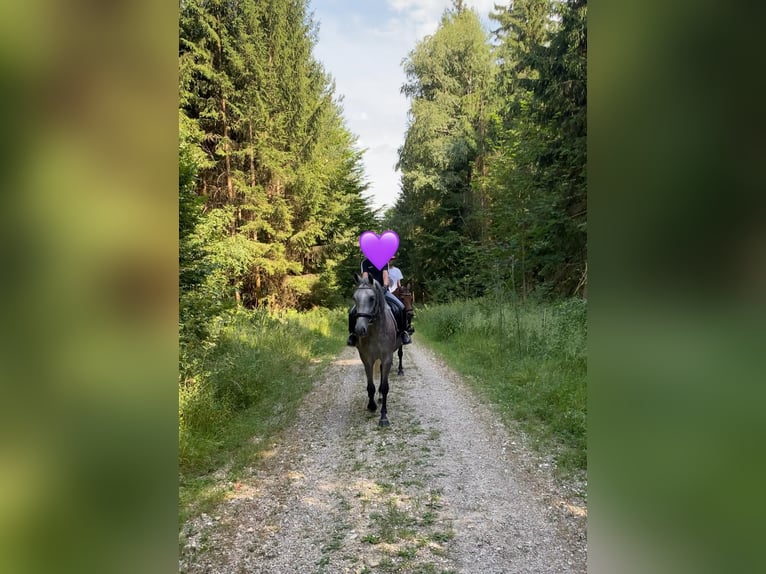 Deutsches Reitpony Mix Stute 3 Jahre 143 cm Schimmel in Deuerling