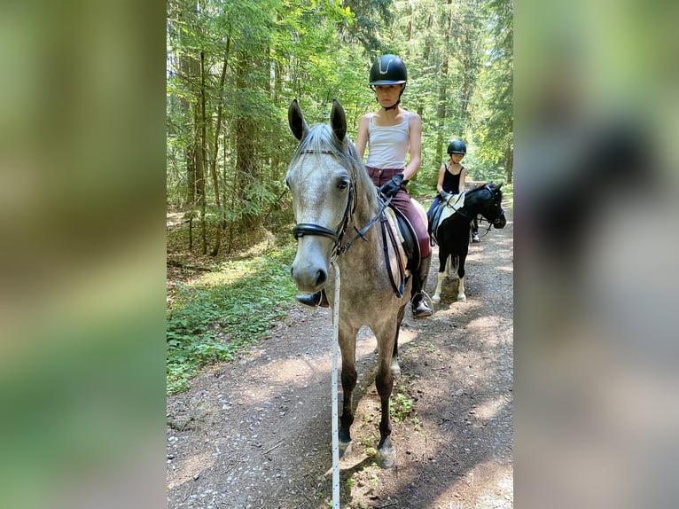 Deutsches Reitpony Mix Stute 3 Jahre 143 cm Schimmel in Deuerling