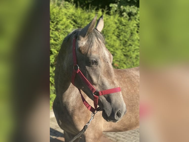 Deutsches Reitpony Mix Stute 3 Jahre 143 cm Schimmel in Deuerling