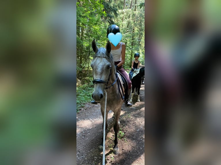 Deutsches Reitpony Mix Stute 3 Jahre 143 cm Schimmel in Deuerling
