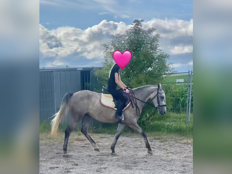 Deutsches Reitpony Mix Stute 3 Jahre 143 cm Schimmel in Deuerling